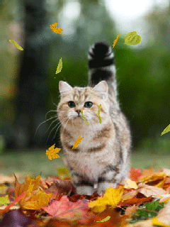http://filed8-25.my.mail.ru/pic?url=http%3A%2F%2Fimg0.liveinternet.ru%2Fimages%2Fattach%2Fc%2F4%2F78%2F778%2F78778882_1248.gif&amp;mw=&amp;mh=&amp;sig=5e3ac41c80eb7f41732b45d0283a3c36